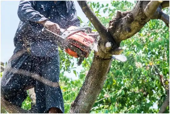 tree services Savoy